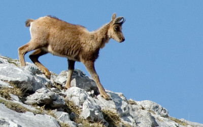 Rebeco Picos_de_Europa.